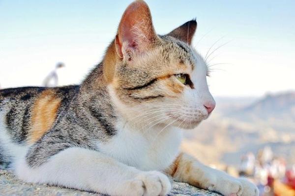 Por que os gatos não podem comer peixe