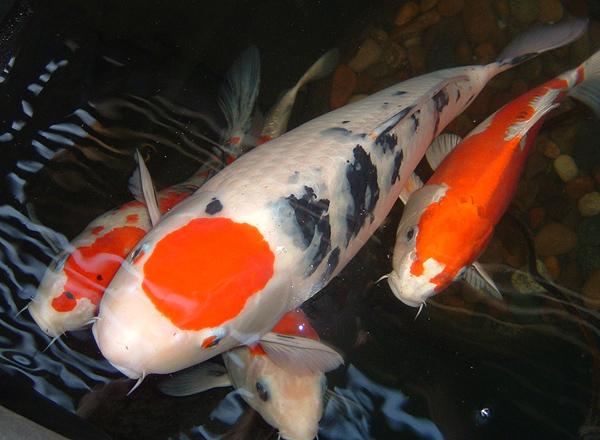 Quais são os símbolos do Feng Shui - Símbolos do Feng Shui: o peixe Koi