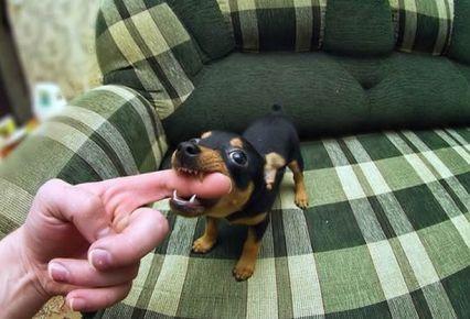 Como ensinar meu cachorro a não morder