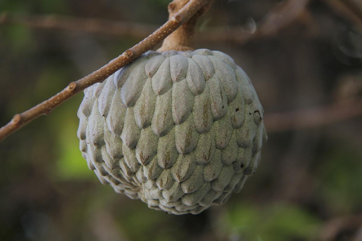 Como plantar fruta-do-conde