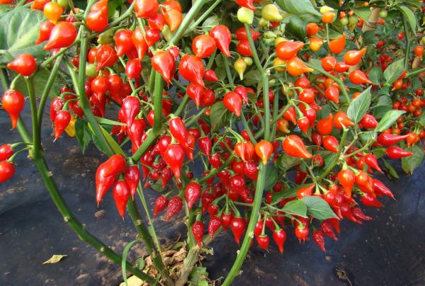 Como plantar pimenta biquinho