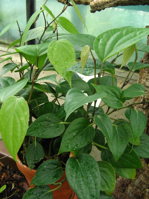 Como plantar pimenta biquinho - Passo 1