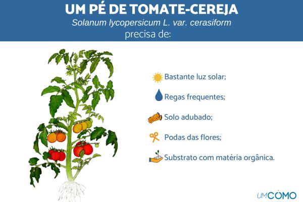 Como cultivar tomate cereja - Como cultivar tomate cereja