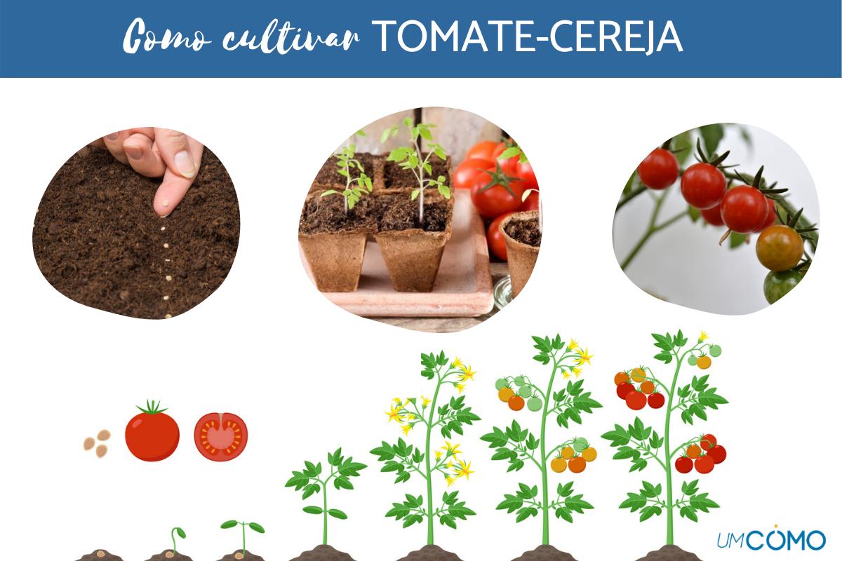 Como cultivar tomate cereja