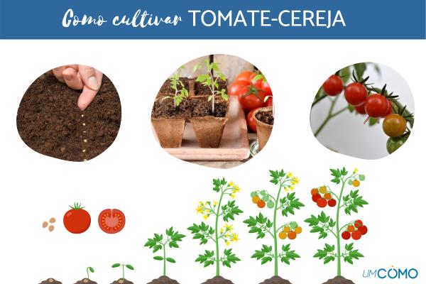 Como cultivar tomate cereja