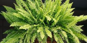 Como fertilizar as plantas com produtos caseiros
