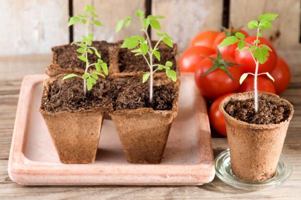 Como cultivar tomate cereja - Como plantar pé de tomate cereja em vaso