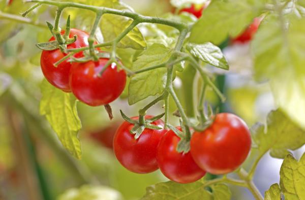 Como cultivar tomate cereja - Tempo de vida de um pé de tomate