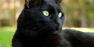 O que significa sonhar com gatos