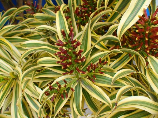 Como plantar dracena