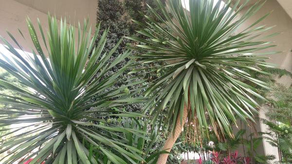 Como plantar dracena - Passo 7