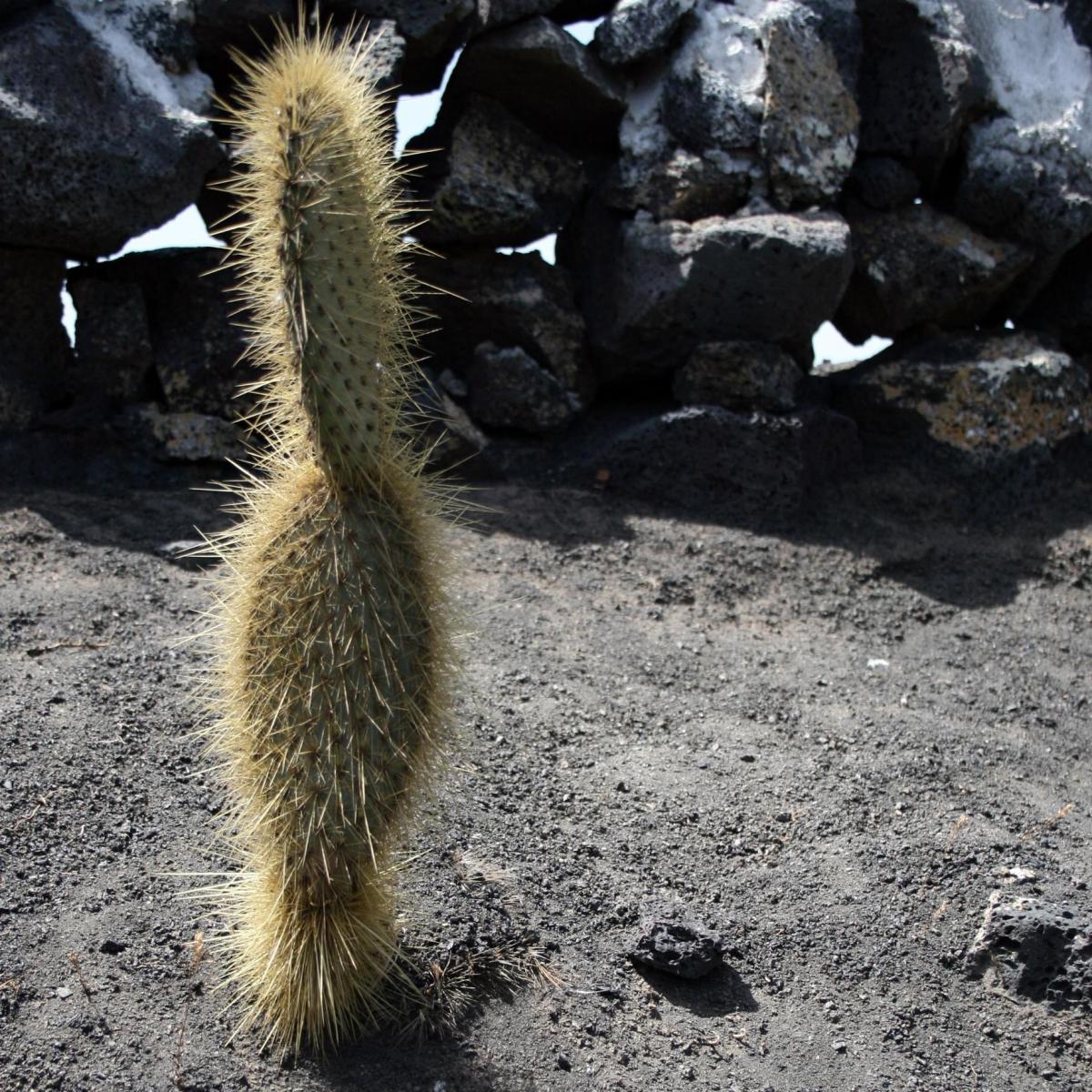 Como e quando transplantar os Cactos