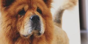 Como cuidar de um Chow chow
