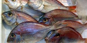 Quanto tempo o peixe se mantém fresco na geladeira