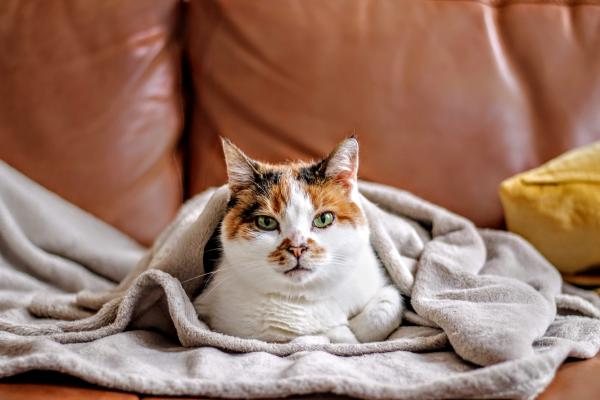 Como tirar cheiro de urina de gato do sofá
